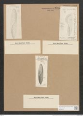 Amphiprora conspicua Grev. (de-Toni-Nr.: Genus 29, Species 1326) Zeichnungen Sammlung Grunow Nr. 2555 (NHMW-BOT-W0369736)